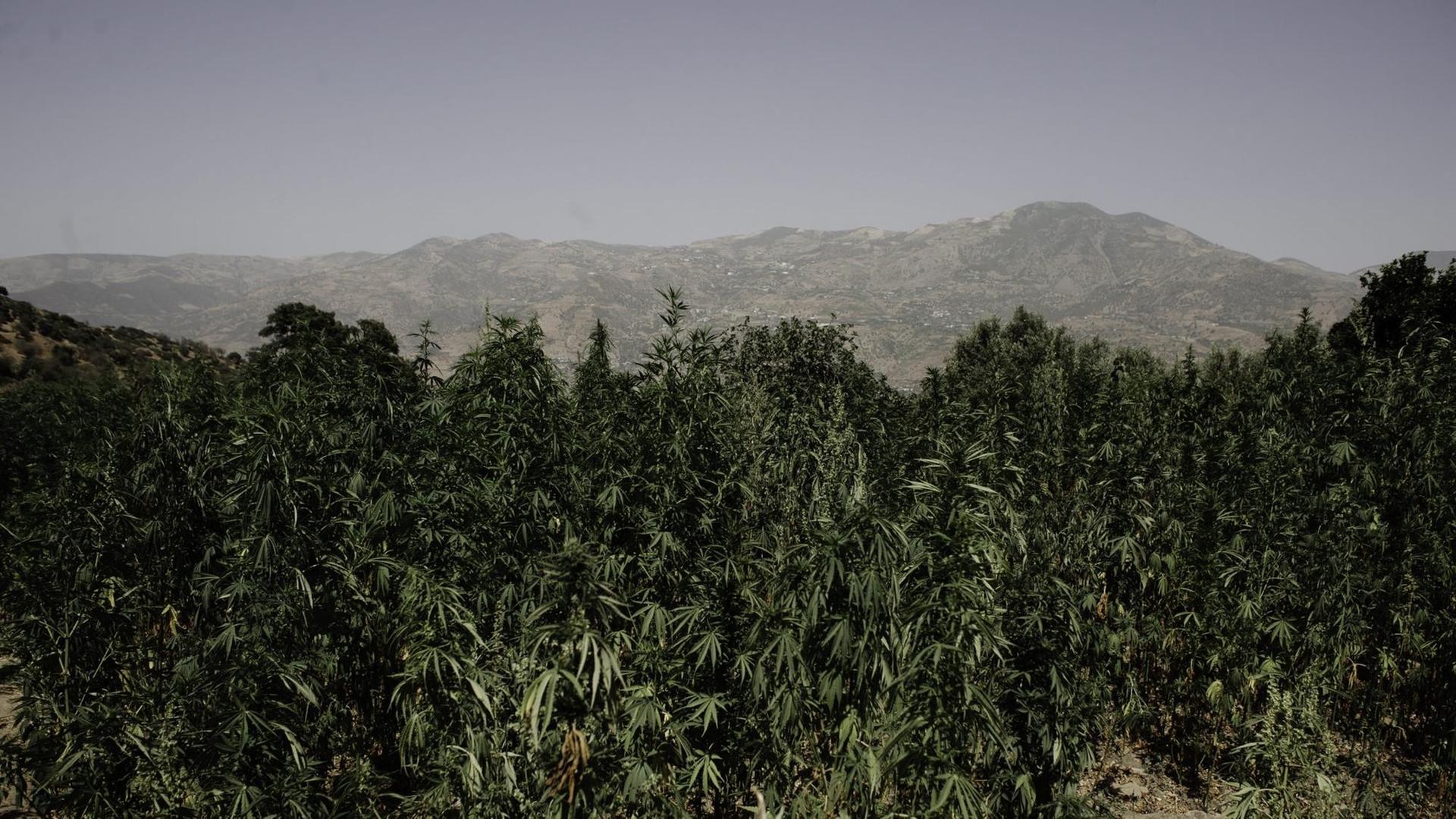 Cannabispflanzen auf einem Feld nahe Bab Berred in Marokko. Cannabispflanzen auf einem Feld nahe Bab Berred in Marokko.