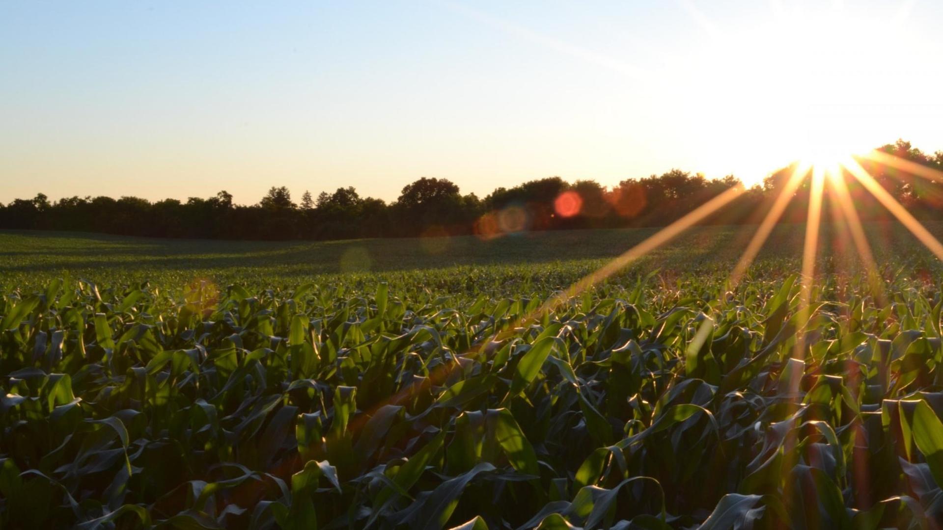 Ein bewirtschaftetes Feld im Sonnenaufgang Ein bewirtschaftetes Feld im Sonnenaufgang