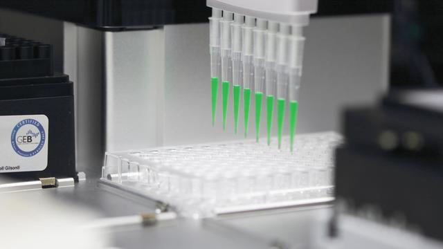 Ein Laborroboter pipettiert eine grüne Flüssigkeit, die Cyanobakterien enthält