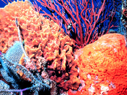 Korallenriffe sind empfindliche Ökosysteme.