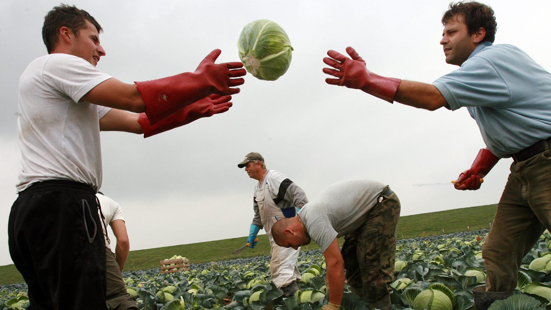 Zwei Männer ernten Kohl Zwei Männer ernten Kohl