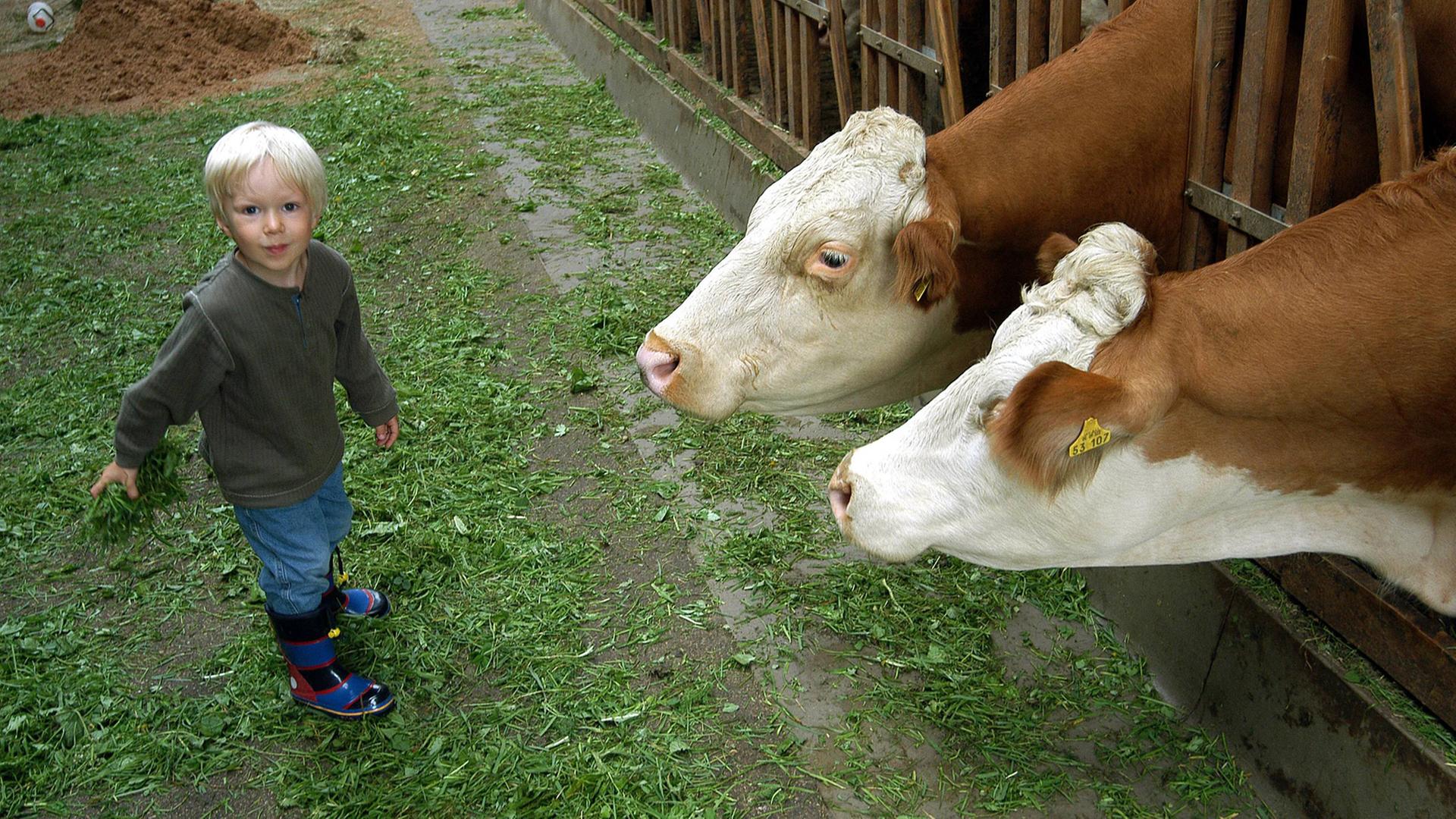 Ein kleiner Junge besucht Kühe im Stall. Ein kleiner Junge besucht Kühe im Stall.