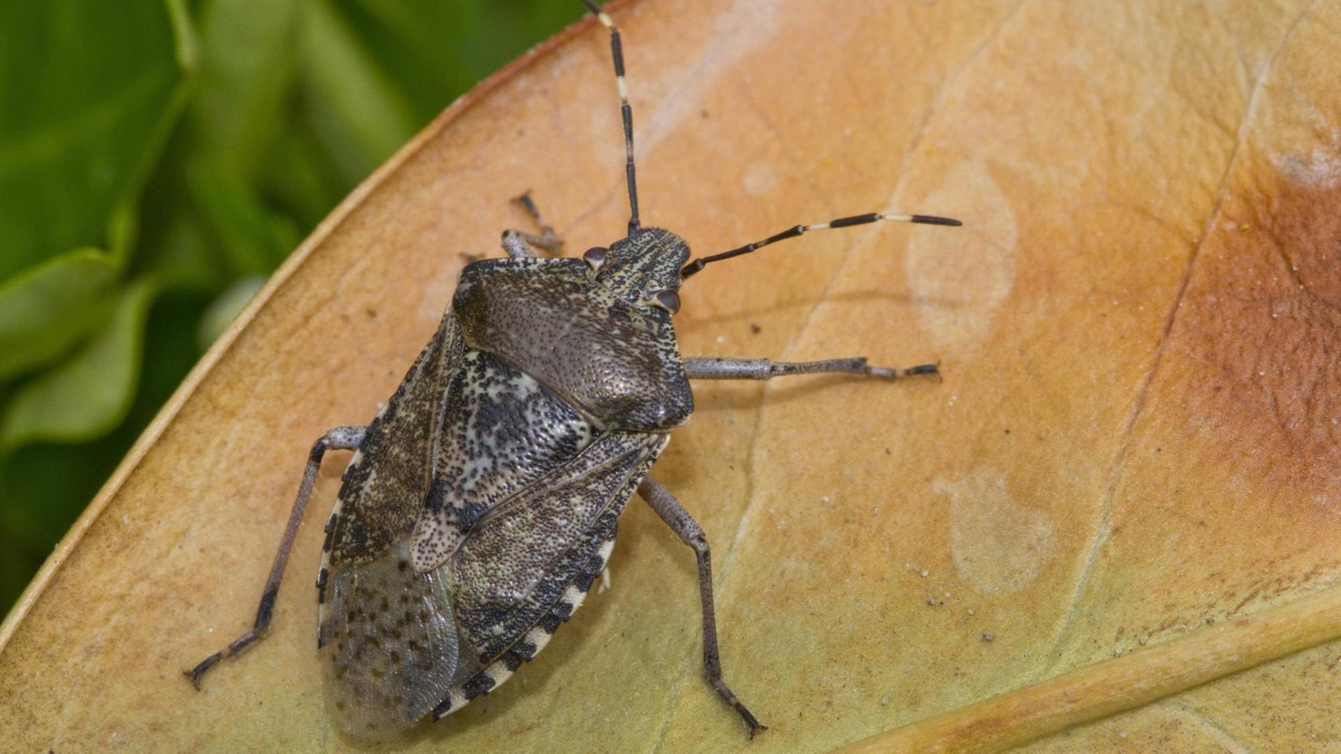 Eine Marmorierte Baumwanze (Halyomorpha halys) sitzt auf einem Blatt. Eine Marmorierte Baumwanze (Halyomorpha halys) sitzt auf einem Blatt.