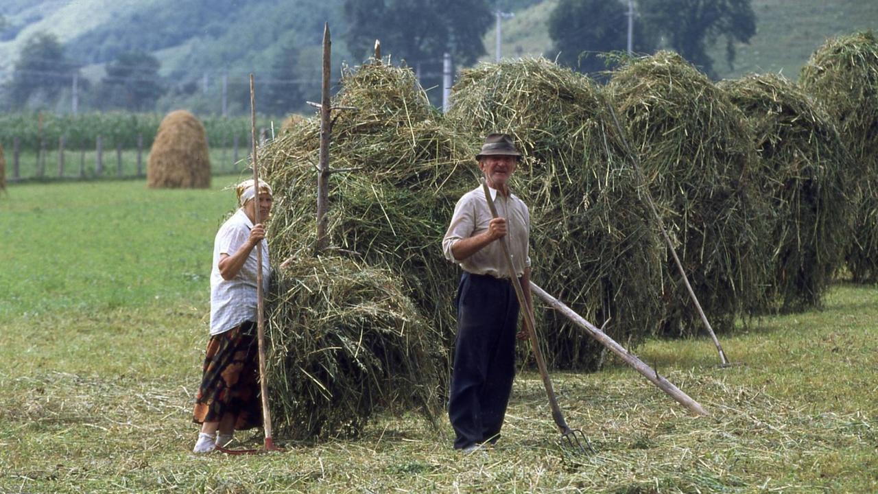 Ein Bauenpaar steht mit Heugabeln in den Händen vor mehreren Heuballen auf einem Feld Ein Bauenpaar steht mit Heugabeln in den Händen vor mehreren Heuballen auf einem Feld