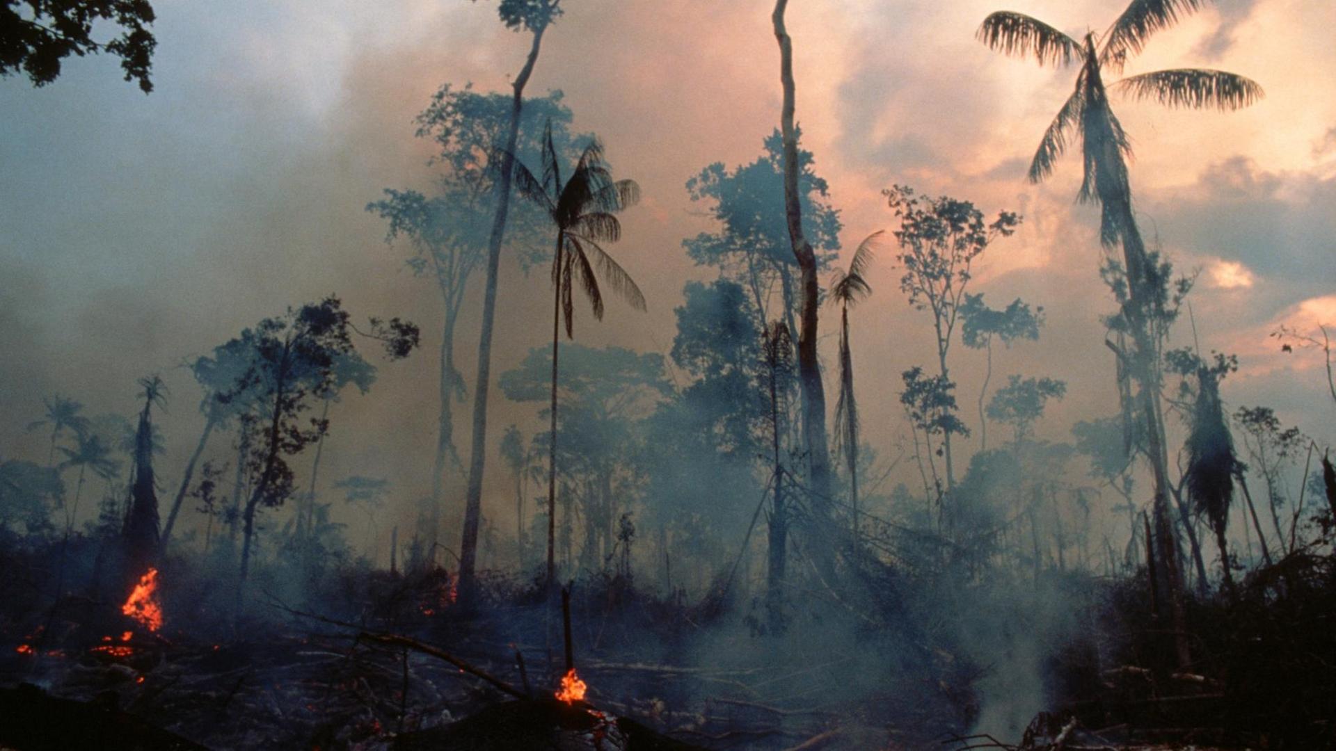 Verkohlte Bäume und Rauch aufgrund Brandrodung im tropischen Regenwald in Brasilien. Verkohlte Bäume und Rauch aufgrund Brandrodung im tropischen Regenwald in Brasilien.
