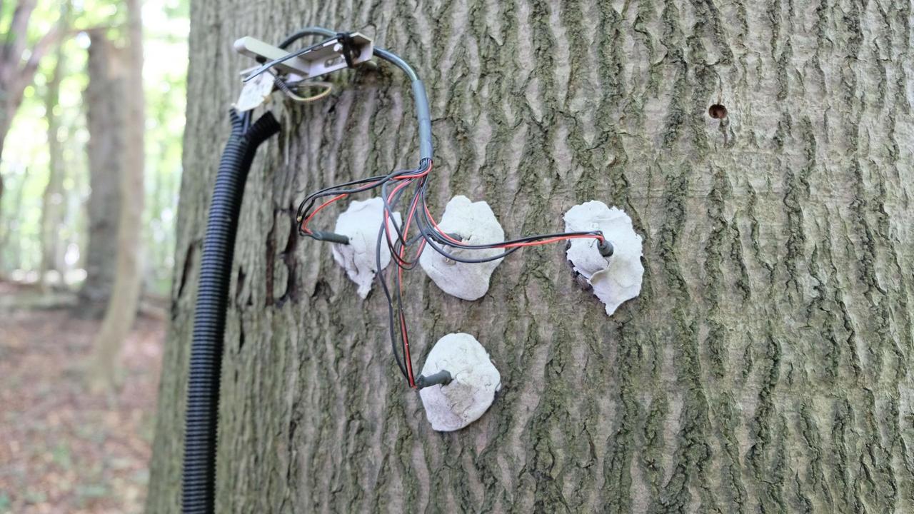 Ein Saftflussmesser ist an einem Baumstamm angebracht.