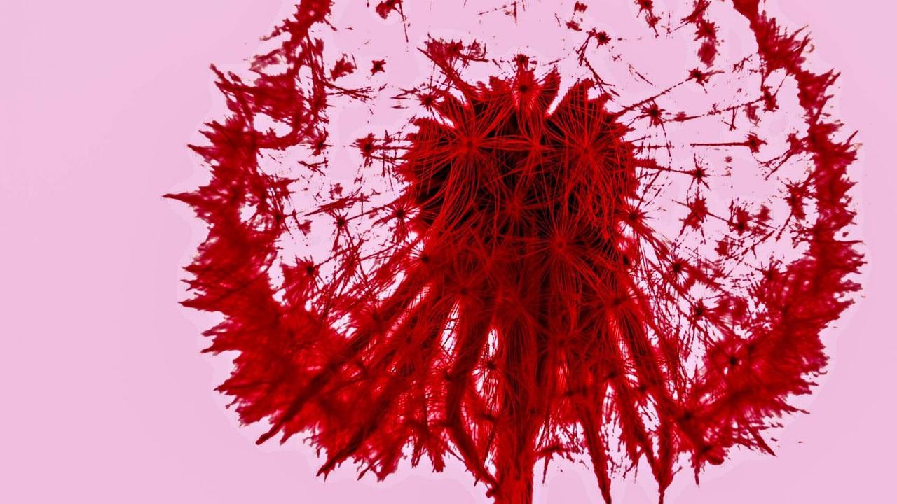 Ein Kopf einer Pusteblume in pink. Ein Kopf einer Pusteblume in pink.