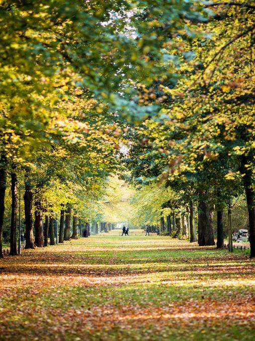 Herbstlich verfärbte Bäume entlang einer Allee im Berliner Tiergarten.