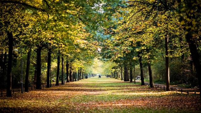 Herbstlich verfärbte Bäume entlang einer Allee im Berliner Tiergarten.