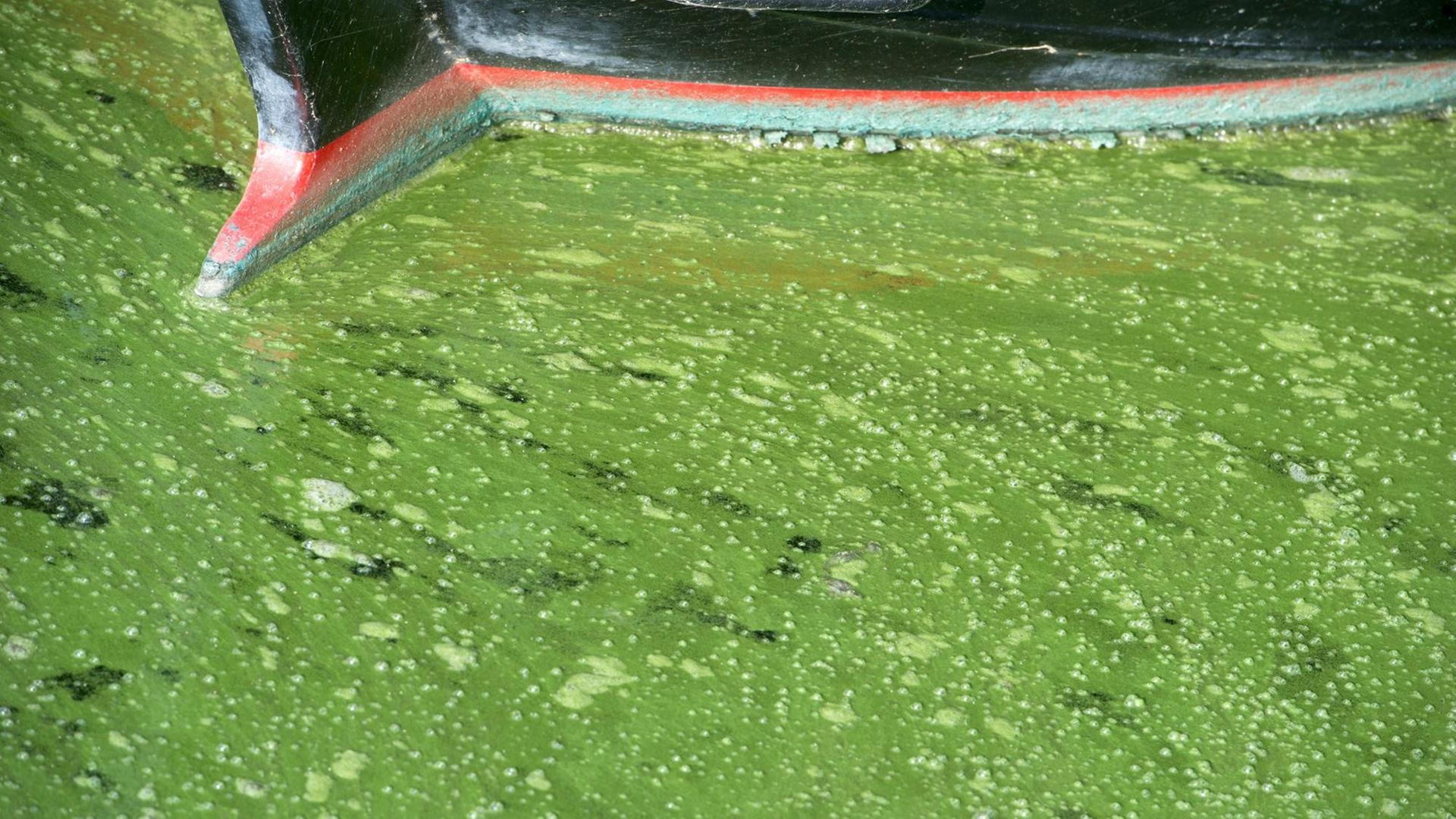 Im Hochsommer sammeln sich besonders viele Cyanobakterien auf der Wasseroberfläche Im Hochsommer sammeln sich besonders viele Cyanobakterien auf der Wasseroberfläche