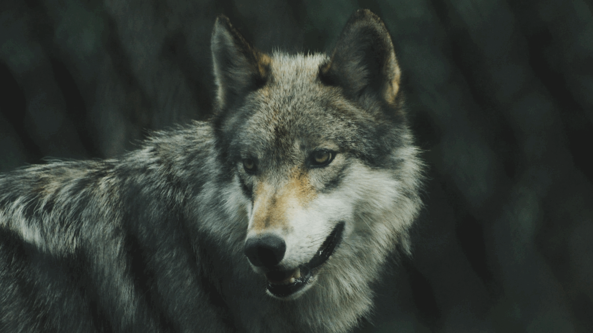 Hund Buck ist zwischen Treue und dem Ruf der Wildnis hin- und hergerissen. Hund Buck ist zwischen Treue und dem Ruf der Wildnis hin- und hergerissen.