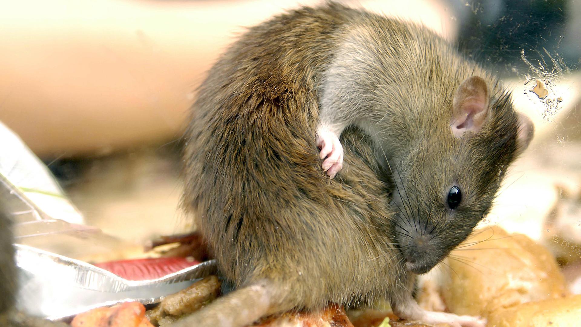 Eine Ratte auf einer Box mit Essensresten - fotografiert im Rahmen der "Keep Britain Tidy"-Kampagne im Jahr 2006 Eine Ratte auf einer Box mit Essensresten - fotografiert im Rahmen der "Keep Britain Tidy"-Kampagne im Jahr 2006