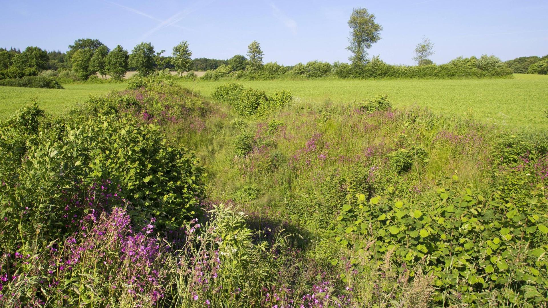 Grünland mit Blühstreifen in Schleswig-Holstein Grünland mit Blühstreifen in Schleswig-Holstein