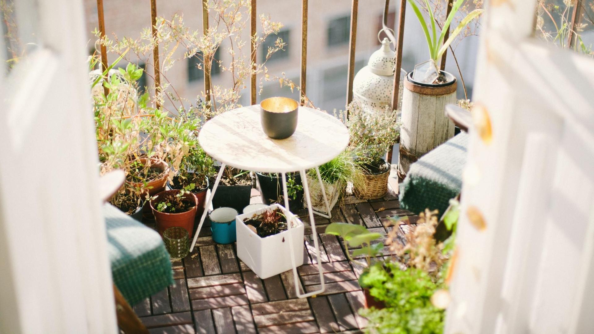 Ein Balkon voller Pflanzen in der Nachmittagssonne. Ein Balkon voller Pflanzen in der Nachmittagssonne.