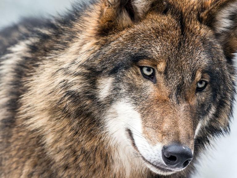 Ein Wolf im Zoo in Eberswalde/Brandenburg