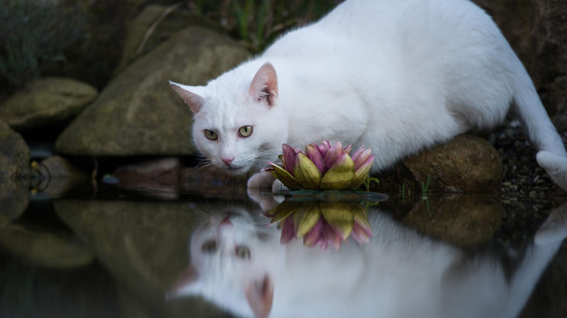 Ein weißer Kater trinkt am 29.03.2014 in Visselhövede (Niedersachsen) aus einem Gartenteich und spiegelt sich dabei in der Wasserfläche. Ein weißer Kater trinkt am 29.03.2014 in Visselhövede (Niedersachsen) aus einem Gartenteich und spiegelt sich dabei in der Wasserfläche.