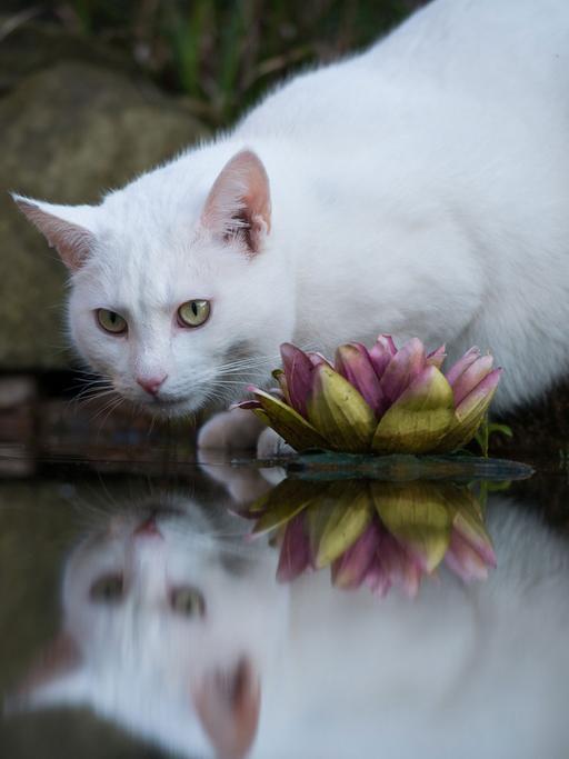 Ein weißer Kater trinkt am 29.03.2014 in Visselhövede (Niedersachsen) aus einem Gartenteich und spiegelt sich dabei in der Wasserfläche.