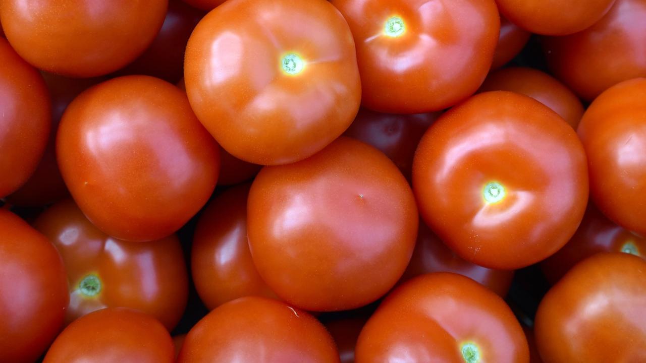 Zu sehen sind viele Tomaten. Zu sehen sind viele Tomaten.