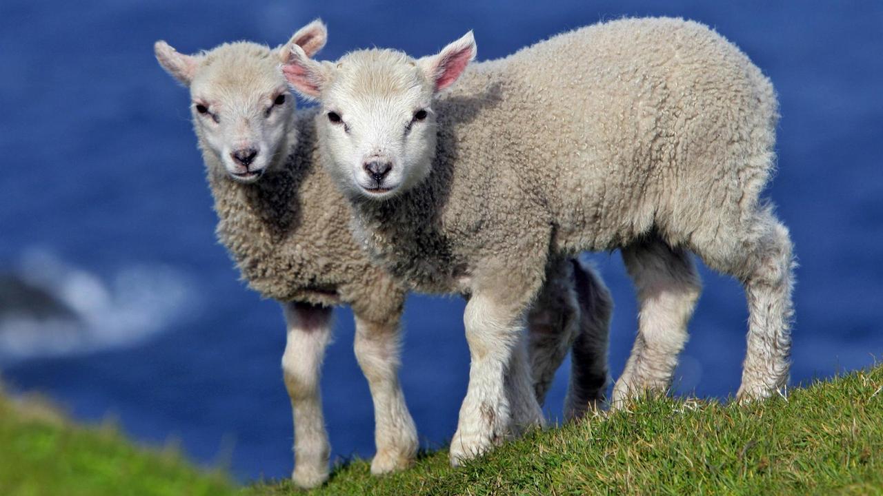 Zwei Lämmer stehen an einem Klippenrand auf den schottischen Shetland-Inseln Zwei Lämmer stehen an einem Klippenrand auf den schottischen Shetland-Inseln