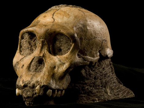 Verbindung zwischen Vor- und Frühmenschen: Australopithecus sediba. Verbindung zwischen Vor- und Frühmenschen: Australopithecus sediba.