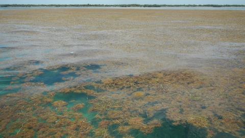 Algen bedecken das Meer am Strand der Florida Keys.