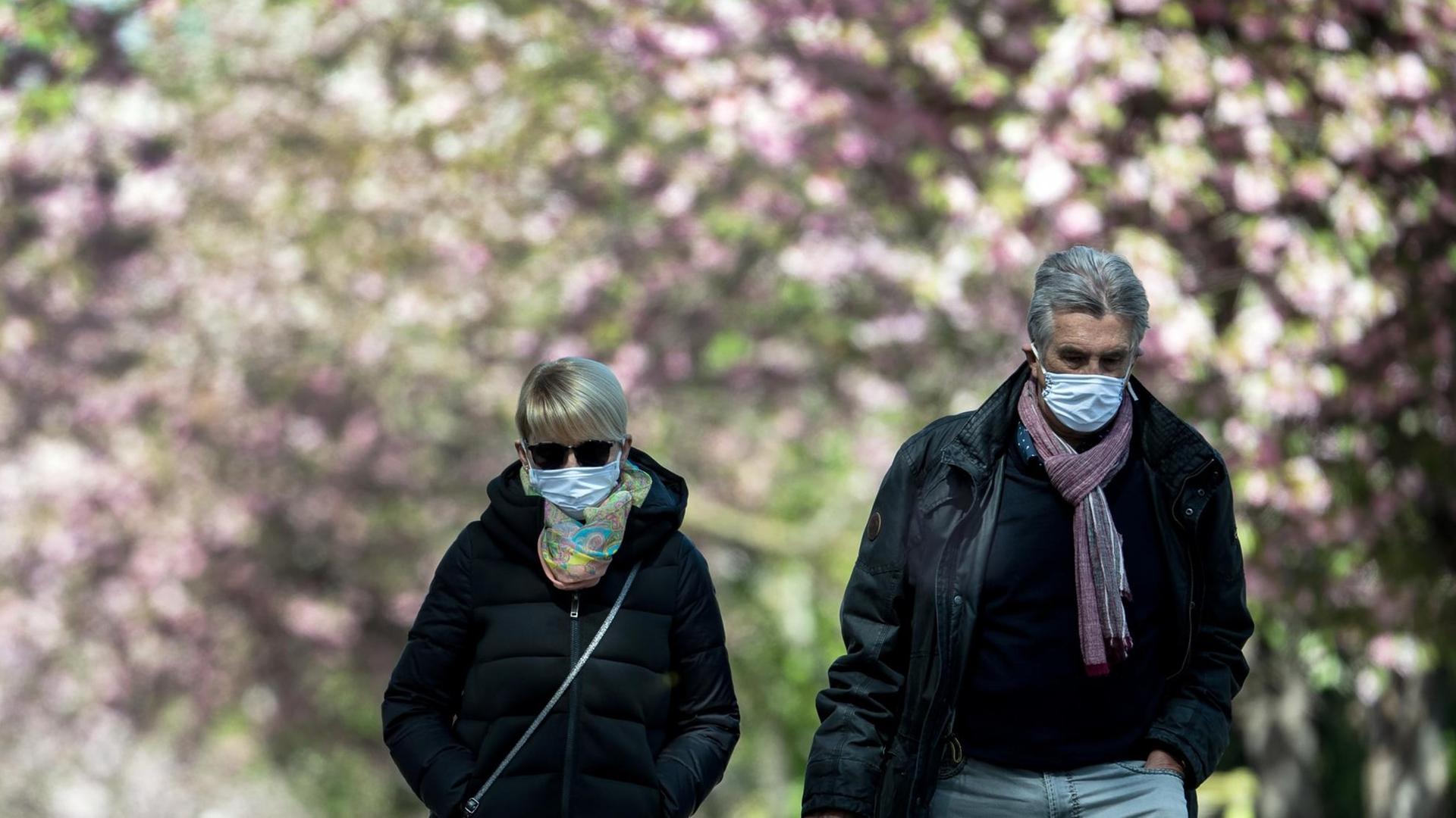 Zwei Spaziergänger gehen Ende April mit ihren Masken unter blühenden Kirschbäumen spazieren. Zwei Spaziergänger gehen Ende April mit ihren Masken unter blühenden Kirschbäumen spazieren.