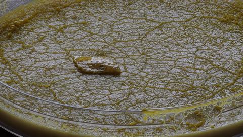 Der Schleimpilz Physarum polycephalum in einer Petrischale.