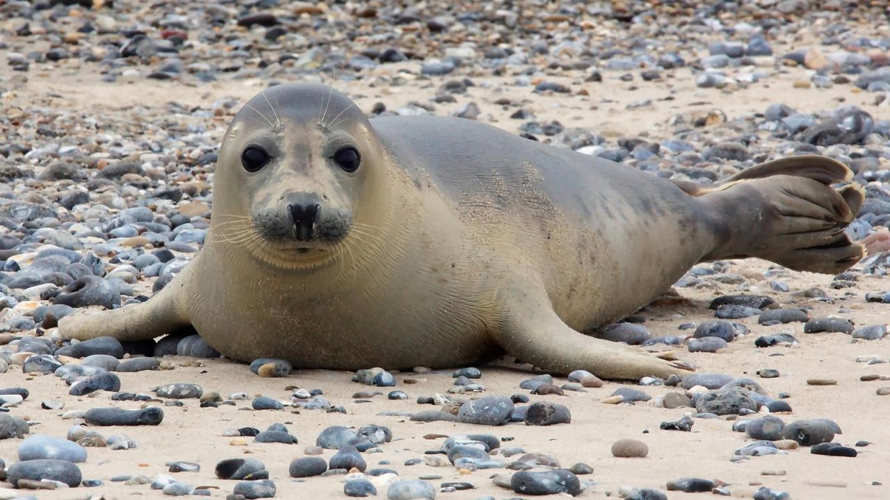 Eine Kegelrobbe liegt mit erhobenem Kopf am Strand. Eine Kegelrobbe liegt mit erhobenem Kopf am Strand.