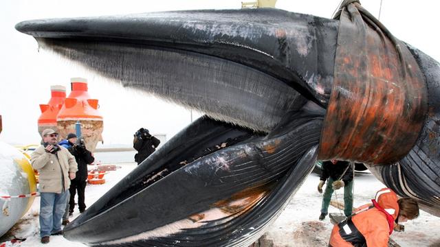 Ein toter Finnwal wird in Rostock mit einem Kran aus dem Wasser geholt und an Land gehoben.