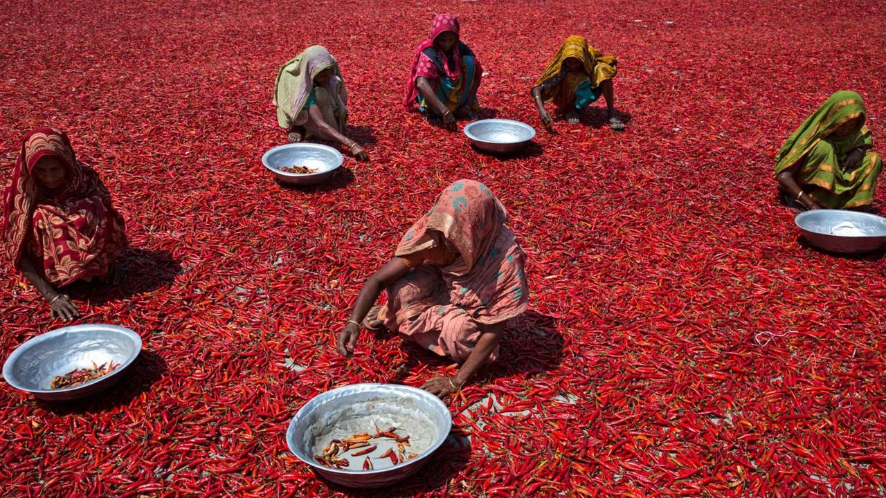 Frauen in Bangladesch trocknen rote Chilischoten. 