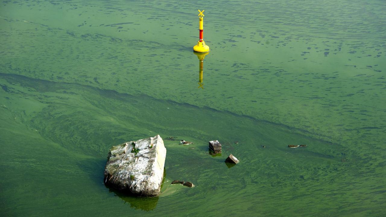 Blaualgenteppiche schwimmen am 29.09.2014 im Peenestrom bei Karnin (Mecklenburg-Vorpommern) vor der Insel Usedom. "Blaualgenblüten" treten vor allem an der Ostsee bei hohen Wassertemperaturen auf. Blaualgenteppiche schwimmen am 29.09.2014 im Peenestrom bei Karnin (Mecklenburg-Vorpommern) vor der Insel Usedom. "Blaualgenblüten" treten vor allem an der Ostsee bei hohen Wassertemperaturen auf.
