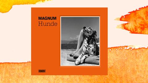 Cover des Bildbands "Magnum Hunde": Vor orangenem Hintergrunf befindet sich ein Schwarzweißfoto eines sich ausruhenden Dalmatiners, der sich an die nackten Beine eines Mensch gelehnt hat.