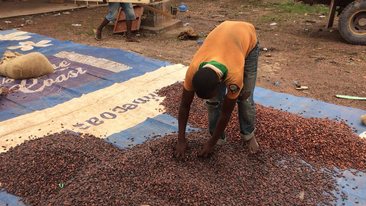 800.000 Kinder und Jugendliche arbeiten auf den Plantagen. 800.000 Kinder und Jugendliche arbeiten auf den Plantagen.