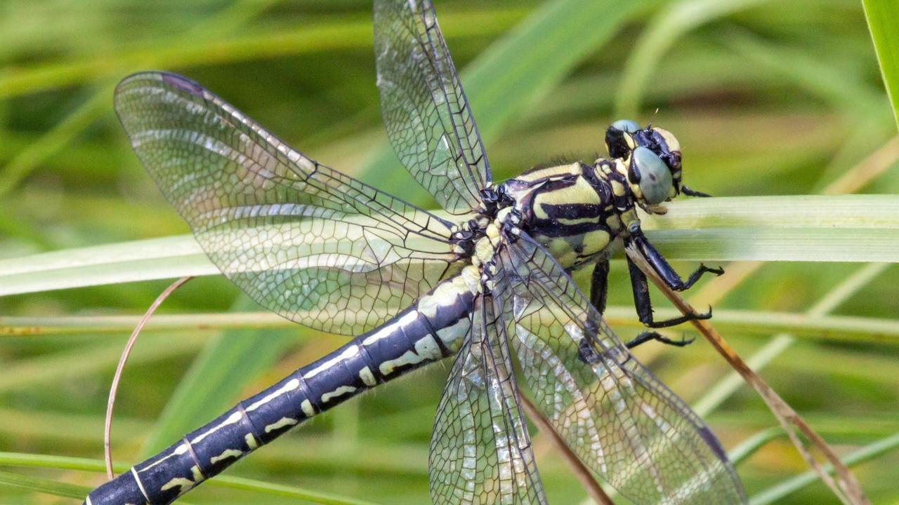 Männliche Gemeine Keiljungfer (undatierte Aufnahme). Sie wurde zur "Libelle des Jahres 2016" gekürt, wie der Bund für Umwelt und Naturschutz Deutschland (BUND) und die Gesellschaft deutschsprachiger Odonatologen (GdO) am 5. Dezember 2016 mitteilten." Männliche Gemeine Keiljungfer (undatierte Aufnahme). Sie wurde zur "Libelle des Jahres 2016" gekürt, wie der Bund für Umwelt und Naturschutz Deutschland (BUND) und die Gesellschaft deutschsprachiger Odonatologen (GdO) am 5. Dezember 2016 mitteilten."