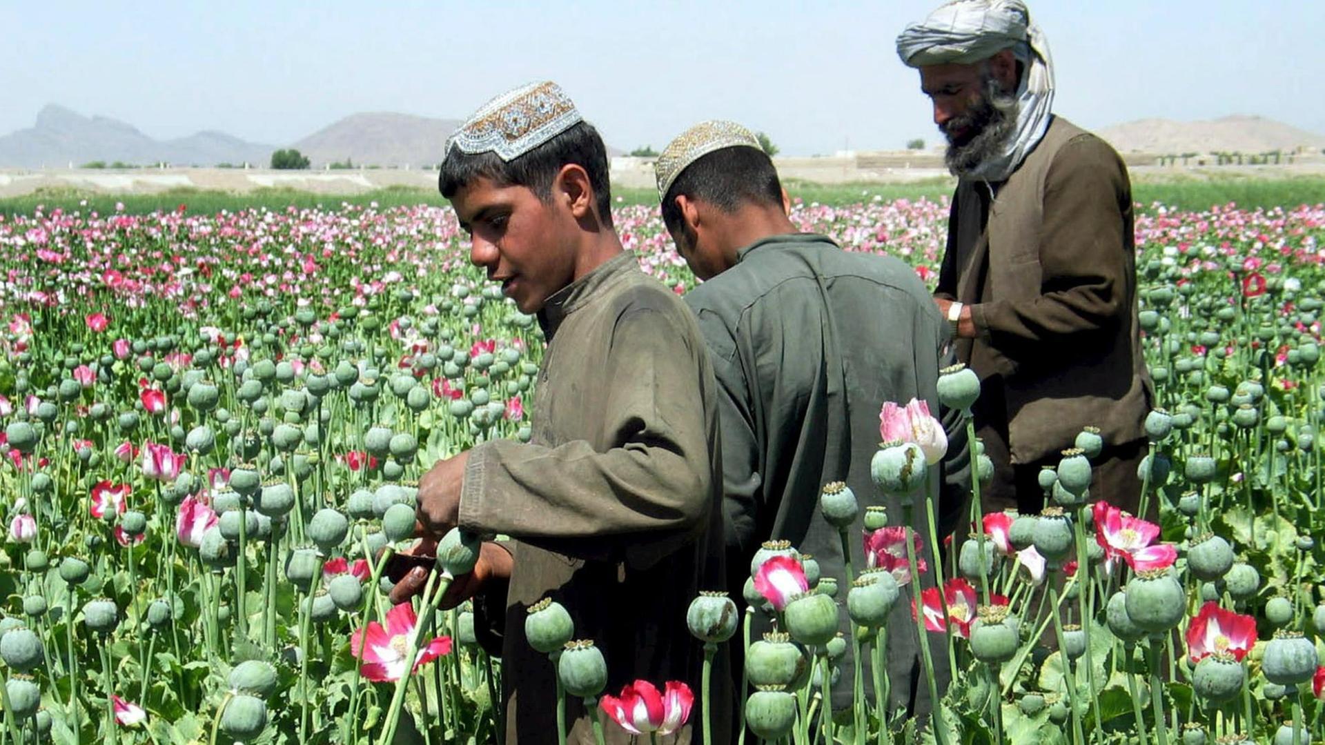 Afghanische Bauern gewinnen Opium aus Mohnknospen auf ihren Feldern in den Außenbezirken von Kandahar. Afghanische Bauern gewinnen Opium aus Mohnknospen auf ihren Feldern in den Außenbezirken von Kandahar.