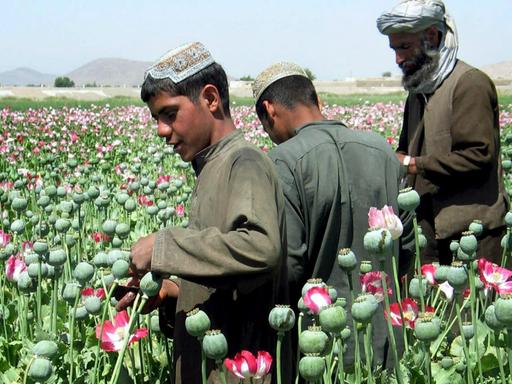 Afghanische Bauern gewinnen Opium aus Mohnknospen auf ihren Feldern in den Außenbezirken von Kandahar.