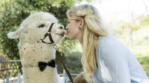 Eine Frau füttert ein Lama von Mund zu Mund.
