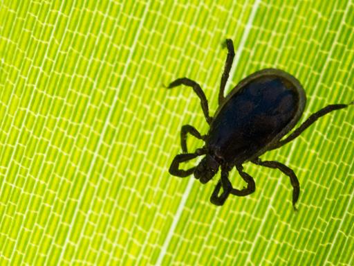 Eine Zecke ist am 27.05.2017 auf einem Blatt in einem Garten in Sieversdorf (Brandenburg) zu sehen.