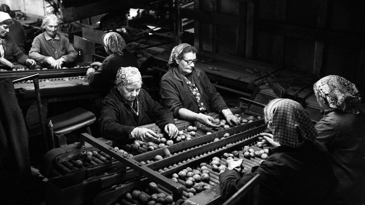 Frauen sortierten die geernteten Kartoffeln an einem Förderband der LPG Dahme. Frauen sortierten die geernteten Kartoffeln an einem Förderband der LPG Dahme.