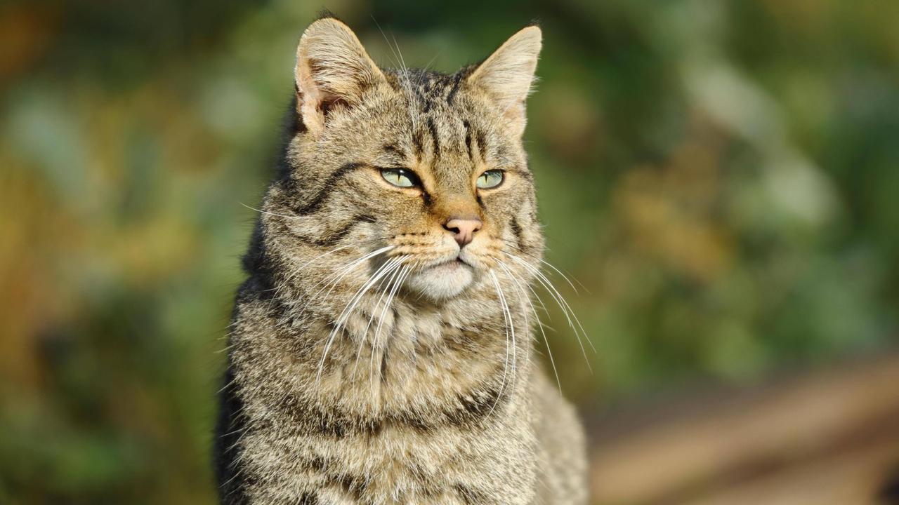 Porträt einer europäische Wildkatze (Felis silvestris silvestris) in Deutschland. Porträt einer europäische Wildkatze (Felis silvestris silvestris) in Deutschland.