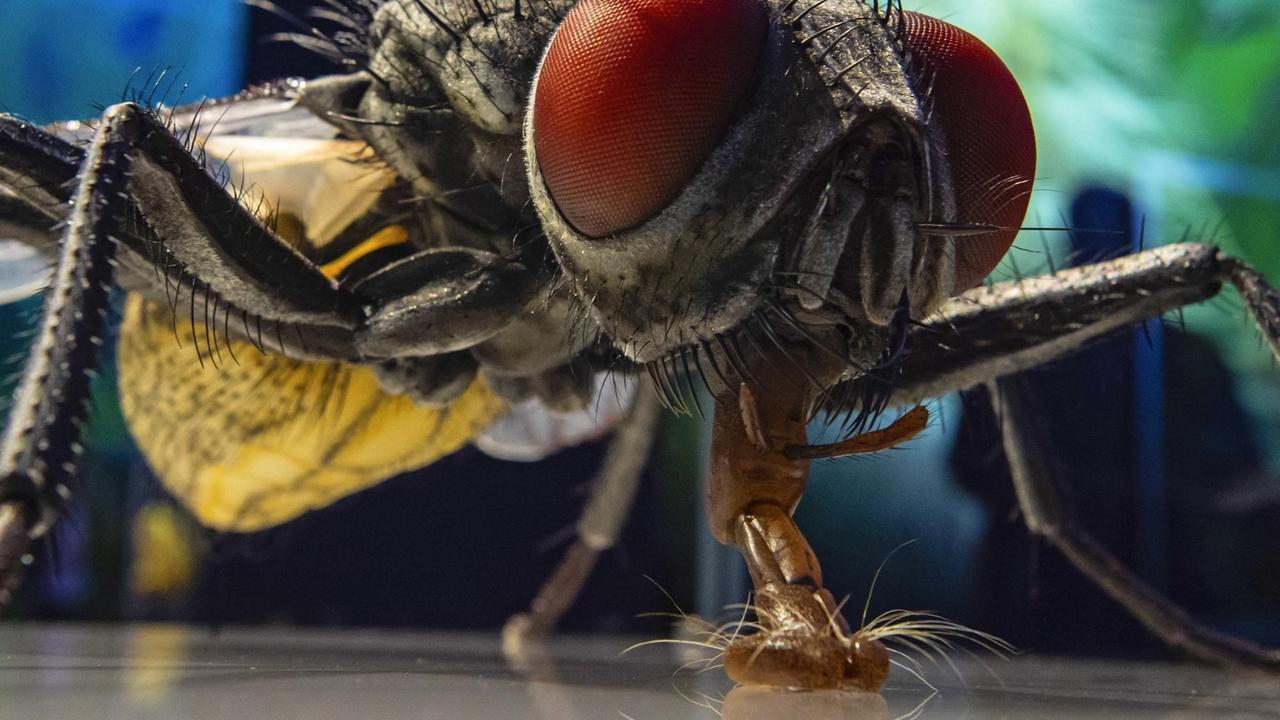 Modell einer Hausfliege in einer Ausstellung Modell einer Hausfliege in einer Ausstellung