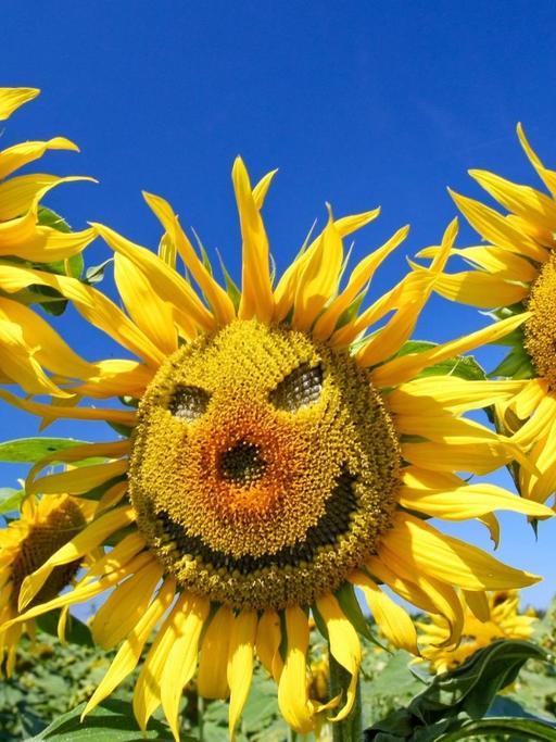 "Lachende" Sonnenblumen stehen auf einem Feld. Durch ihre sonnenähnliche Blütenform verbreiten Sonnenblumen beim Menschen stets gute Laune und sind als Dekoration sehr beliebt.