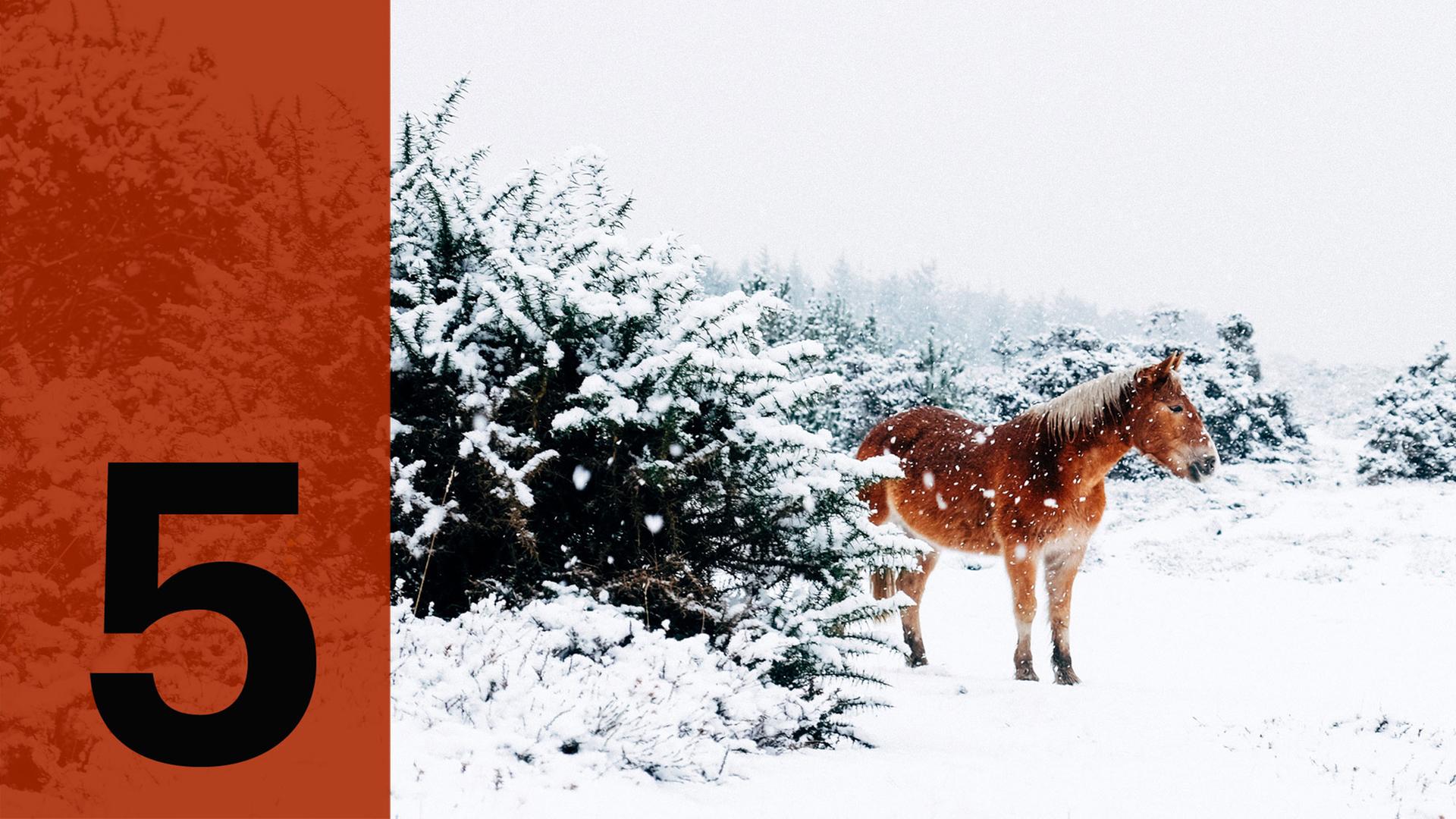 Im Hintergrund ein Pferd im Schnee, im Vordergrund die Zahl 5 Im Hintergrund ein Pferd im Schnee, im Vordergrund die Zahl 5