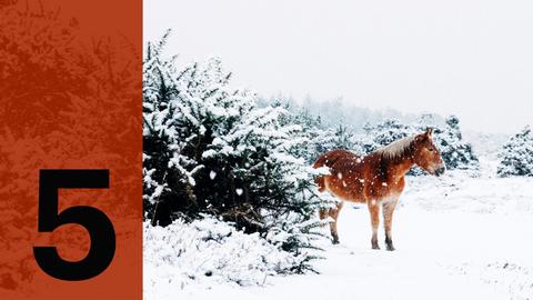 Im Hintergrund ein Pferd im Schnee, im Vordergrund die Zahl 5
