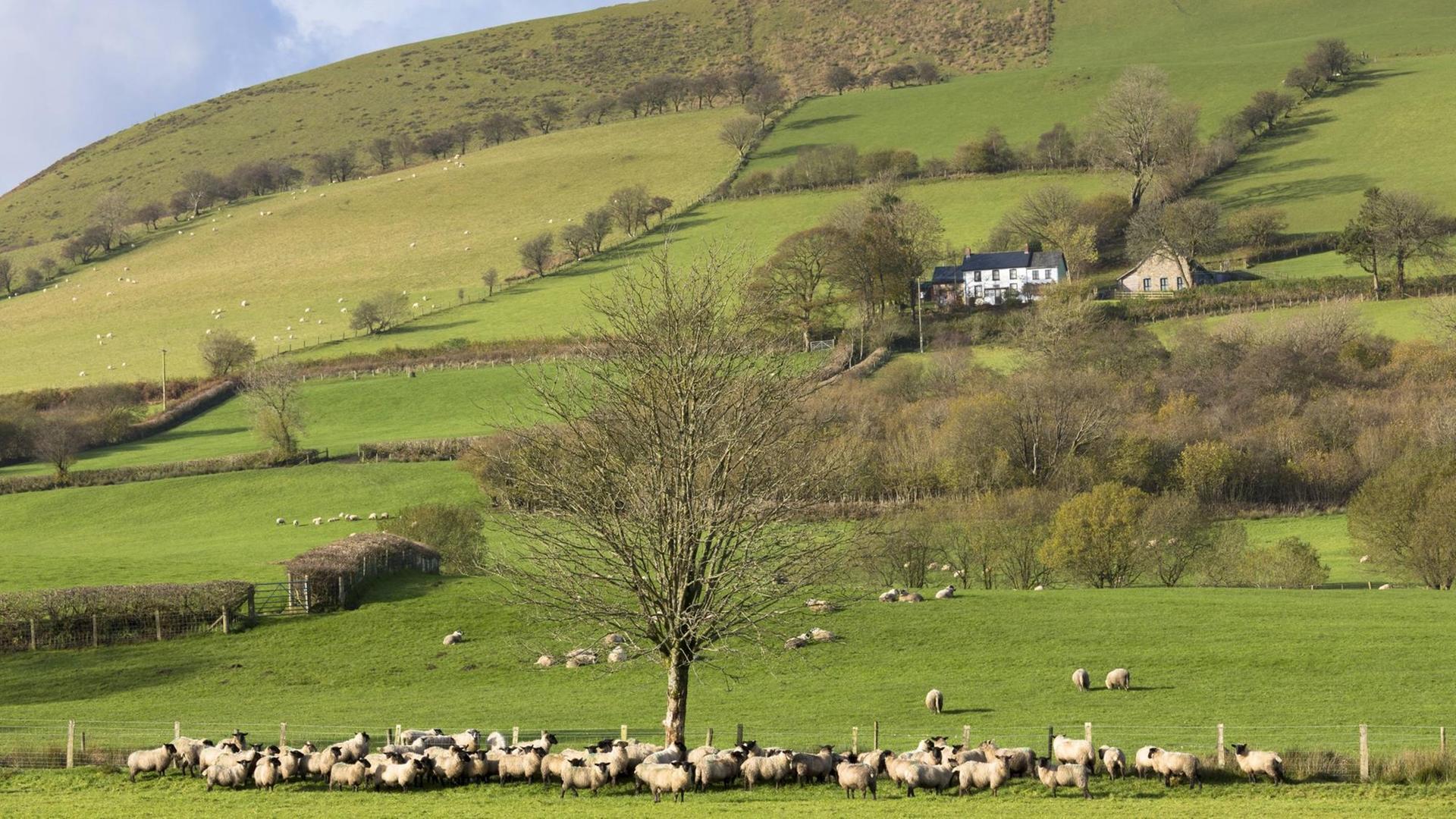 Schafe und eine Schaffarm im Nationalpark Brecon Beacons in Wales. Schafe und eine Schaffarm im Nationalpark Brecon Beacons in Wales.