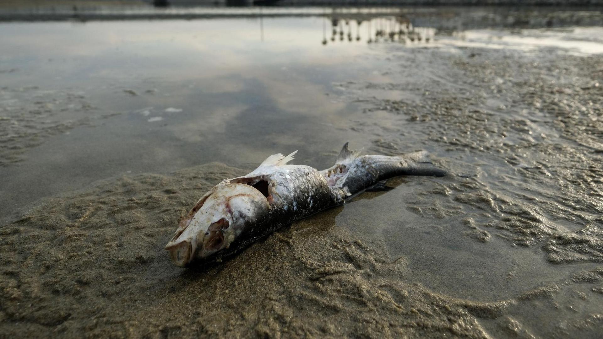 Am Strand liegt ein toter Fisch. Am Strand liegt ein toter Fisch.