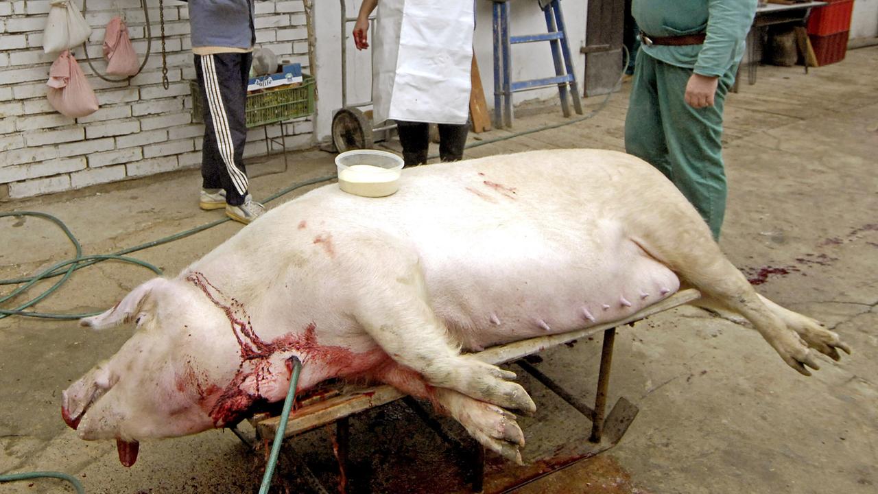 Totes Schwein nach einer Hausschlachtung: Das Tier wiegt fast 300 Kilogramm. Totes Schwein nach einer Hausschlachtung: Das Tier wiegt fast 300 Kilogramm.