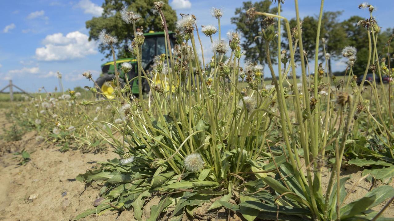 Germany, Taraxa gum, natural rubber research project by Continental Germany, Taraxa gum, natural rubber research project by Continental *** DEUTSCHLAND, Anklam, Continental Forschungsprojekt Versuchsfarm fuer Anbau russischer Loewenzahn lat. Taraxacum koksaghyz zur Gewinnung von Naturkautschuk Anklam Germany Germany, Taraxa gum, natural rubber research project by Continental Germany, Taraxa gum, natural rubber research project by Continental *** DEUTSCHLAND, Anklam, Continental Forschungsprojekt Versuchsfarm fuer Anbau russischer Loewenzahn lat. Taraxacum koksaghyz zur Gewinnung von Naturkautschuk Anklam Germany