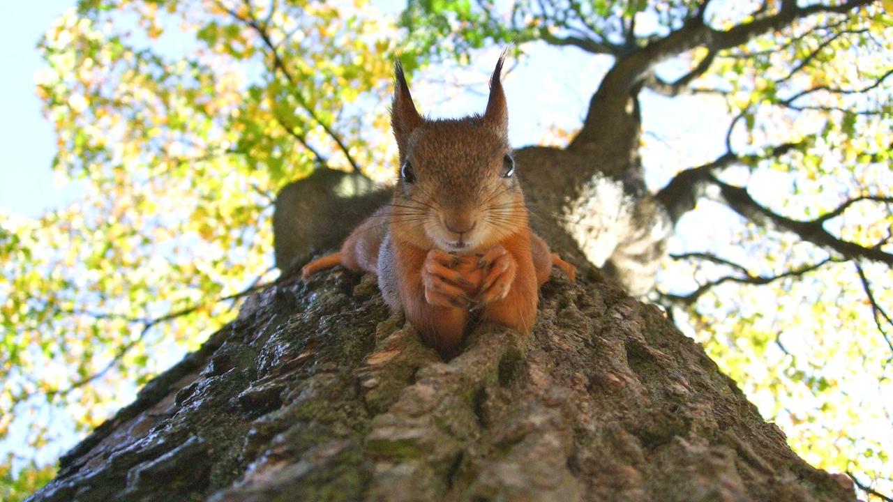 Tierschutz Darf man Eichhörnchen streicheln? Tierschutz Darf man Eichhörnchen streicheln?