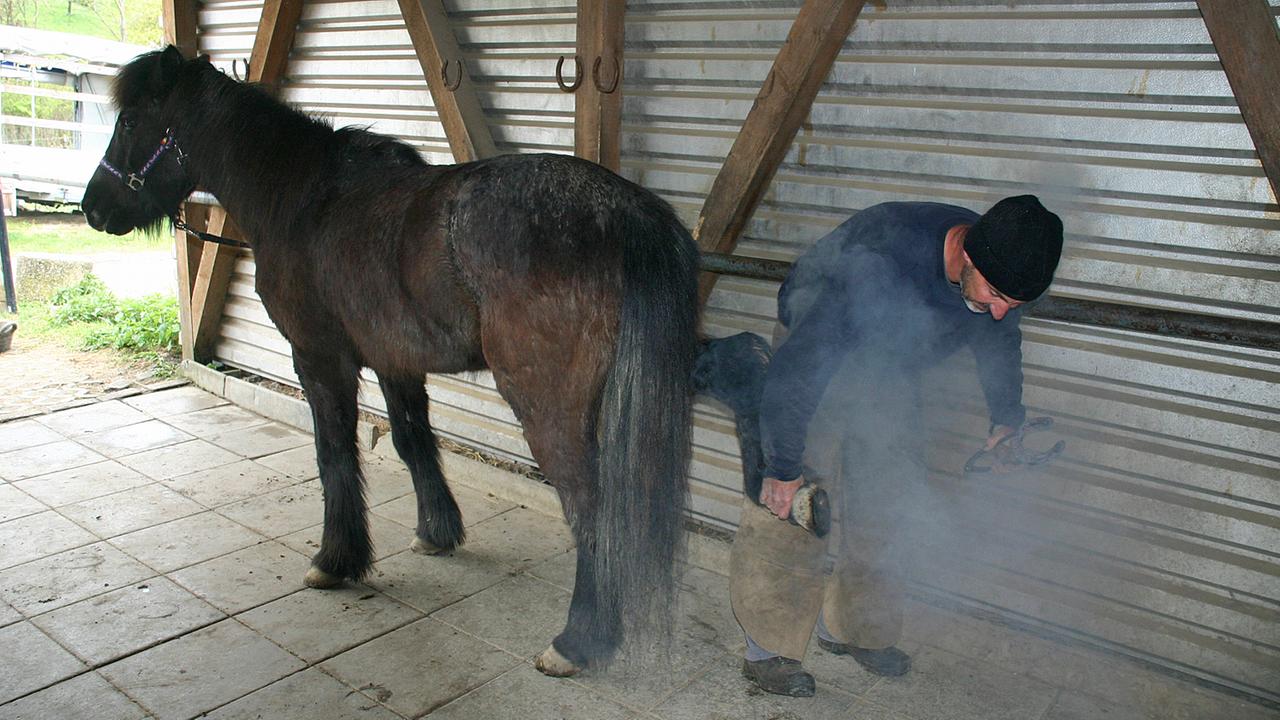 Beim Aufschmelzen des Eisens auf den Huf steigt dichter Rauch auf. Islandpferd Kathi bleibt ganz gelassen. Beim Aufschmelzen des Eisens auf den Huf steigt dichter Rauch auf. Islandpferd Kathi bleibt ganz gelassen.